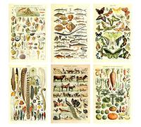 Meishe Art Nostálgico Arte Póster Imprimir Biología Botánico Ciencia Impresión de carteles Tapicería Organismos marinos Animal Peces Verduras Aves Plumaje Mariposa Especies Animales Identificación