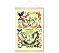 Meishe Art Póster de mariposas impreso Mariposas del Mundo Razas Colección de especies Ilustración Vieja Biología Entomología Tabla de referencia enmarcada decoración de pared (40 cm x 60 cm + marco