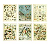 Meishe Art Póster impreso de peces de mar profundo, animales, verduras, insectos, pájaros, razas, especies, identificación vintage, biología, ciencia, frutas, flores, decoración de pared, 6 unidades