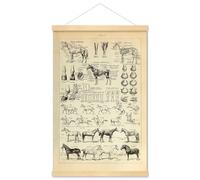 Meishe Art Póster impreso de razas de caballo Prad Anatomía Ciencia Educativa Identificación Referencia Ilustración Vintage Diagrama Enmarcado Decoración de pared del hogar