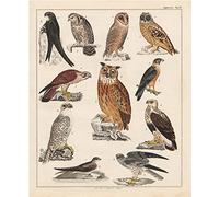 Meishe Art Póster impreso retro vintage colorido pájaros razas búho colección identificación tabla de referencia científica hermosa decoración de pared para el hogar (40 cm x 50 cm)