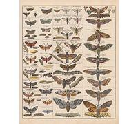 Meishe Art Póster impreso vintage de polilla, insectos, razas, tabla de referencia, colección de especies, diagrama entomológico, decoración de pared para el aula y el club