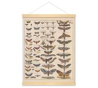 Meishe Art Póster impreso vintage de polilla, insectos, razas, tabla de referencia, colección de especies, diagrama entomológico, decoración de pared para el aula y el club