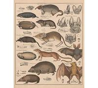 Meishe Art Poster Print Vintage Wild Animals Murine Mouse Especies Muroid Murine - Colección de identificación de razas para el aula, Club Hermoso Old Scientific Home Wall Decor
