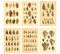 Meishe Art Póster vintage con impresión de conchas, whelk, caracol, caracol, mariscos, razas, colección, identificación, tabla de referencia, antiguo, aula, club, hogar, decoración de pared, 6 piezas