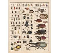 Meishe Art Póster vintage de la colección de insectos, tabla de referencia de identificación de especies, diagrama de entomología, decoración de pared para aula, club