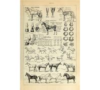 Meishe Art Póster vintage impreso de razas de caballo Prad Anatomía Educativa Ciencia Identificación Referencia Ilustración Diagrama Decoración de pared del hogar (53 cm x 80 cm)