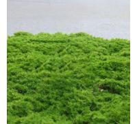Mejora tu jardín con césped artificial realista para decoración de interiores y exteriores (verde, 20 x 20)