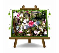 Melocotón de flor variada plantas ornamentales - en maceta de 20 cm - altura 170 cm - 2 años