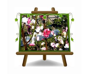 Melocotón de flor variada plantas ornamentales - en maceta de 20 cm - altura 170 cm - 2 años