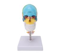 MENDUNER Modelo de Cráneo de Anatomía Humana con Cerebro | Diseño Magnético Desmontable para Educación Médica, Estudio de Arte y Exhibición en el Aula en la Base