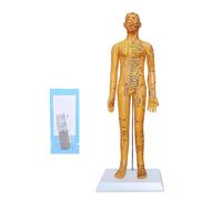 Meridian Equipo De Estudio Para El Cuerpo Humano Anatómico Modelo De Demostración Correcto Para La Formación Práctica De Los Estudiantes Práctica PVC Acupuntura Formación