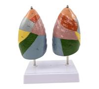 MERIGLARE Estudio del Modelo Anatómico del Segmento Pulmonar para La Educación Y La Comunicación Médico-Paciente.