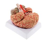 MERIGLARE Modelo Anatómico del Cerebro Humano, Preciso para Estudio Y Exhibición en Psicología.