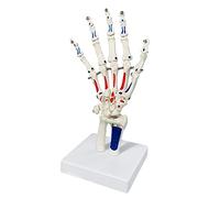 Merinden Modelo de mano esquelético de tamaño natural con muñeca, radio Ulnaand, esqueleto de manos articuladas asegurado con alambre, modelo de articulación de mano, hueso de palma, músculo anatómico de inicio y punto final de reconocimiento de etiquetas