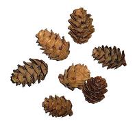 MERRYHAPY 50piezas Pequeños Conos De Pino Naturales para Decoración De Hogar y Manualidades Accesorios para Fotografía y Eventos