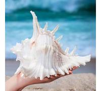 MEYAGOT Conchas naturales, conchas naturales, vieiras, grandes conchas naturales, conchas grandes para manualidades, conchas decorativas, conchas de 16 a 18 cm, para decorar manualidades y decoración