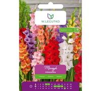 Mezcla de espuelas de caballero, 5 unidades.