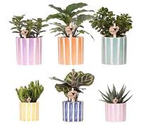 Mezcla de plantas suculentas + rayas pintadas ornamentales - Tamaño de la maceta Ø 9 cm & Ø 6 cm | plantas de interior florecientes - frescas del cultivador