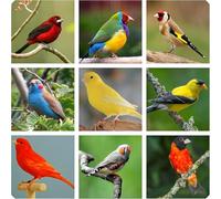 Mezcla premium de semillas para pájaros exóticos con pánico, mijo amarillo, blanco, rojo, escamola y níger, dieta equilibrada, 900 g