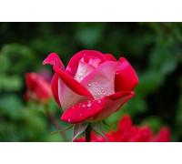 MFN Test ASIN - Fresh Cut Flowers - Please Don't Buy