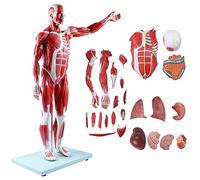 MFRELMNZG Herramientas de Modelo de enseñanza, Modelo de Figura Muscular Humana anatómica de tamaño Natural 1/2, Modelo de músculos y órganos Humanos, 27 Piezas extraíbles, anatomía de órgan