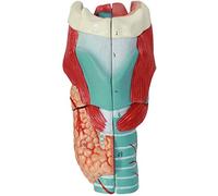 MFRELMNZG Modelos médicos, Modelo Educativo de anatomía de Garganta, Modelo anatómico de laringe con Aumento de 3X, Estructura anatómica médica de Garganta, Modelo de anatomía de órganos Hum