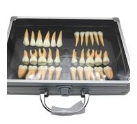 MiBoce Modelo Dental De Dientes, Kit De 32 Piezas De Dientes De Adulto, Dientes Permanentes Bicolores con Aumento De 2,5 Veces, Alta Fidelidad, con Estuche De Aluminio, para Profesores, Estudiantes