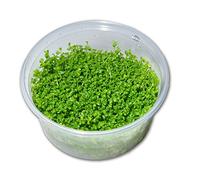 Micranthemum "Monte Carlo" - In-Vitro