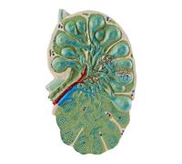 Microestructura del ganglio linfático Modelo de ganglio linfático Modelo de enseñanza de biología La Forma es Realista Modelo de Muestra médica Modelo de demostración de enseñanza de anatomía