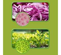 Microscopio para Niños,60-120X Juego Científico,con Luz LED Microscopio Infantil - para Niños Niñas Adolescentes Estudio En Aula Camping Actividad Escolar Observación Al Aire Libre