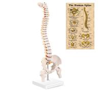 MIIRR Mini modelo de anatomía de columna vertebral, modelo de columna vertebral humana con disco espinal, modelo de pelvis perfecto para aprender y enseñar (tamaño 1/2 de vida)