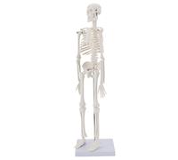 MIIRR Modelo anatómico de Esqueleto Humano, Modelo de Esqueleto médico de tamaño Mini de 17 Pulgadas con Brazos y piernas móviles, fácil de Transportar y Mostrar para Cualquier Persona Que estudie y