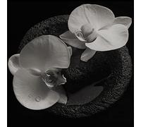 Mike Patton & Jean-Claude Vannier – Corpse Flower