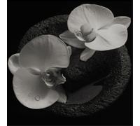 Mike Patton & Jean-Claude Vannier Corpse Flower (CD) Album (Importación USA)