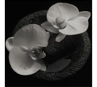 Mike Patton & Jean-Claude Vannier Corpse Flower (Vinyl) 12" Album