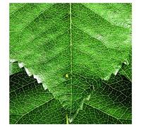 Mike Patton - The Solitude Of Prime Numbers