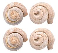 Mikikit Conjunto de 4 Fósiles Marinos de Caracoles para Decoración de Escritorio y Colección Educativa Material Fósil Auténtico para Estudiantes