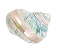 Mikikit Ejemplares De Conchas Marinas Naturales Decoración Conchas Para Acuario Playa Para Manualidades Artesanía Adorno Caracola Para Escritorio Paisajismo Oceánico