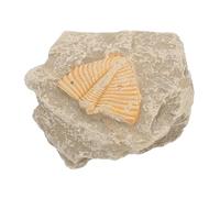 Mikikit Especímenes Fósiles Naturales Trilobites Decoración Educativa para Escritorio Colección Muestra Formas Aleatorias