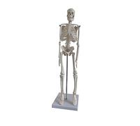 Mikikit Esquelético de Anatomía Detallada para Estudio Premium para Hospitales y Escuelas Diseño Portátil y Duradero