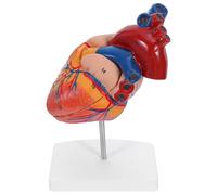 Mikikit Modelo Anatómico Corazón Humano Detallado Desmontable para Estudio Anatomía Médica Enseñanza Aulas Ciencia Biología