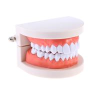 Mikinona 1 de Dientes Estándar para Enseñanza Base Fija y Tamaño Compacto, Herramienta Didáctica para Estudiantes y Demostración en Clínicas Dentales