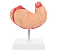 Mikinona Modelo Anatómico de Estómago de Plástico Realista Ligero y Portátil para Ayuda Didáctica Aula Enseñanza de Anatomía Humana