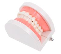 Mikinona Modelo De Boca Anatómico Para Enseñanza Infantil, Modelo De Dientes Para Demostración Educativa, Material Didáctico Duradero Para Jardín De Infancia y Estudio Oral