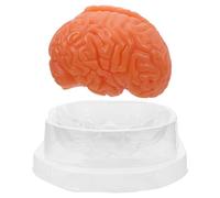 Mikinona Modelo De Estudio Científico Modelo De Aula De Anatomía De Biología Del Cerebro Del Cerebro Exhibición Anatómica Del