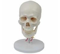 Milageto Modelo de Cráneo Humano con Cervical Maqueta de Cabeza Esqueleto y Vértebras Diseño Desmontable en PVC para Observación Interna y Proporciones