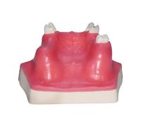 Milageto Typodont Demostración Modelo de Dientes Modelo maxilar con presentación sinusal Anatomía