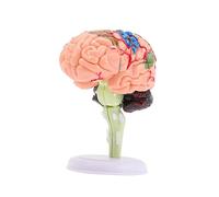 Milisten Cerebral para Neurociencia y Anatomía para Clases y Estudio Diseño Portátil y Resistente Maqueta para Profesionales