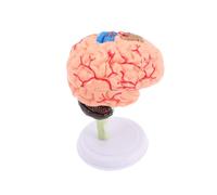 Milisten Modelo de Cerebro Modelo de Figura Cerebral anatomía para Modelo de anatomía Modelo de enseñanza anatomía Humana Cuerpo Humano para de polivinilo
